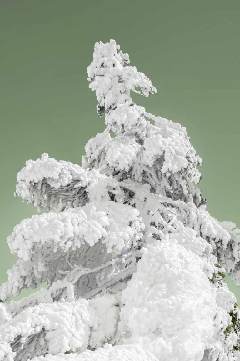『lce Covered Tree』2021年